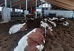 04 - Jede sucht sich ihren Lieblingsplatz zum Ruhen!