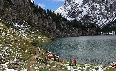 Zeit, den Tappenkarsee hinter sich zu lassen! Die Kühe von Josef Gehwolf, Gries in Wagrain ziehen wieder ins Tal!