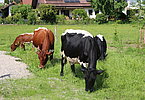 Weil zu jedem Stall auch Tiere gehören, dürfen sich zwei Mutterkühe von Familie Stangl daheim präsentieren!