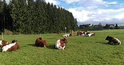 Blickfang im Allgäu - die Pinzgauer von Sepp Ellgaß!