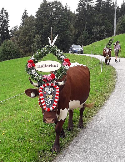 Krönender Abschluss eines guten Sommers auf der Windaubergalm!