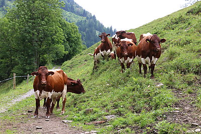Die gesamte Milchviehherde verbringt den Sommer auf der Alm in Fusch