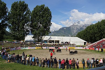 15.000 Menschen fasst die Arena, wo die Kuhkämpfe ausgetragen werden
