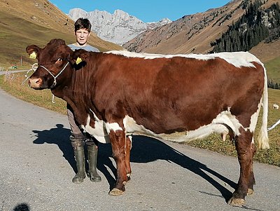 sowie eine Kuh (V.Roaner) von Alois Kaserer, Untermoos