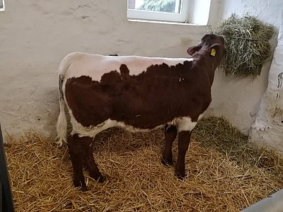 Er darf täglich die Restmilch von Lissi verwerten!