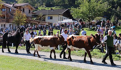 Sehr ansprechend - Familie Abfalter, Planitzen präsentiert ihre Pinzgauer- und Norikerzucht!