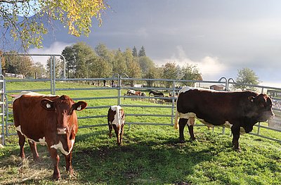 Beeindruckendes Familienfoto - Herdenchef Haller-Fis, Mutterkuh Leni und Kalb Laura von Johann Gruber, Unterkompberg!