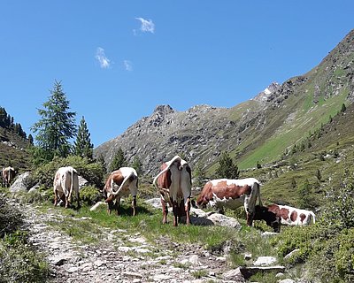 Sieben Stunden Fußmarsch dauert der Auftrieb zur Fissladalm im Tiroler Kaunertal!