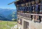 Dürfen bis zum Alpabtrieb die Hütte schmücken - die schönen Glocken, die Martin Kriegners Kühe mit Stolz tragen!