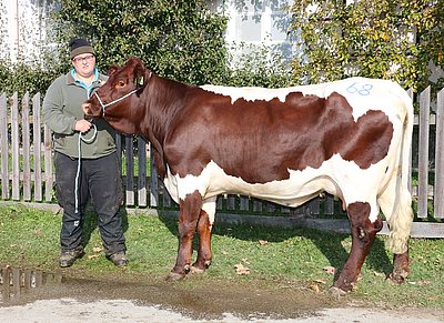 Reinrassige Jungkuh ANJA (V.Reis) von Johann Kaserer, Stockenbaum, Neukirchen wechselte in die Landwirtschaftsschule Bruck, Piffgut