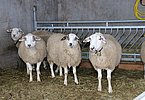 IMG 7752