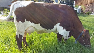 Lässt keine Wünsche offen - Zweikalbskuh Flora (V.Lust) mit einem Tagesgemelk von knapp 40 kg Milch!