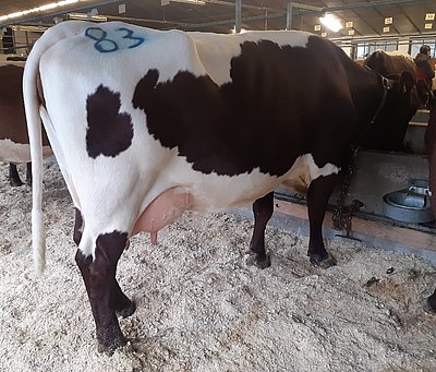 Top-Drittkalbskuh KADAUN (V.Ringo) von der LFS Bruck, Piffgut