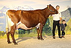 Kat.Nr. 60 - Gruppenreservesiegerin LOTTE (V.Loris) v. Gesnbr. Schmiderer, Vorderkasbichl, Saalfelden