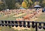 Herbstviehschau 5