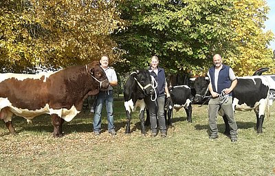 Perfekter Auftritt von Zuchtstier Benedikt und den beiden schwarzen Jungkühen Samira und Oreo!