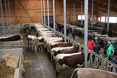 Arbeitserleichterung und Tierkomfort - zwei wesentliche Komponenten des neuen Laufstalles am Oberhausgut.