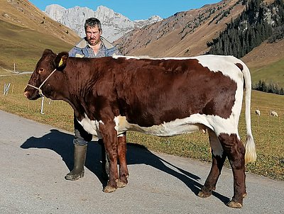 Sie verstärken demnächst die Milchkuhherde von Familie Engel - eine Kalbin (V.Ringer II) von Hannes Gensbichler, Oberhaus
