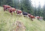 Sie haben mit der Steilheit das geringste Problem, kennen sie diese von der Pike auf - die Kalbinnen von Veronika Eder, Bachseit verbringen ihren Sommer im Raurisertal!