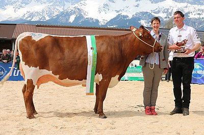 Eutersiegerin PinzgauerxRF: GRÄFIN (V.Rubin) von Barbara Reistätter, Hackl, Kössen