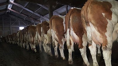 Rund 30 ansprechende Fleckvieh-Milchkühe stehen am Betrieb von Albert Kerschhofer, Onkel von Christoph Grabner