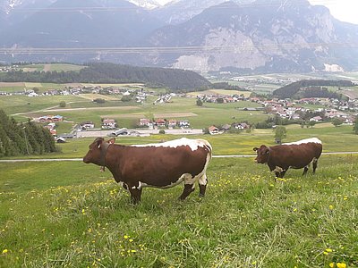 Helmut Hörtnagls runde Damen verbringen ihre Zeit bis zum Kalben hoch über Oberperfuss!