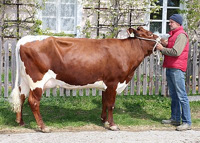 Zweitkalbskuh SEIL (V.Bimark) von Anton Kogler, Grub, Stuhlfelden