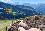 Sie veredeln Martin Kriegners Molke zu bestem Fleisch - die Alpschweine, die sich auf der Alp Grubenberg ihres Lebens erfreuen dürfen!