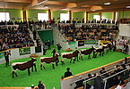 Hochspannung im Finale der besten Typtiere!