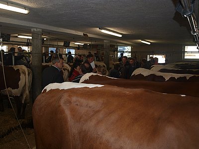 Kaum durchzukommen - schon beim Mittersterer war der Stall prall gefüllt mit Besuchern!