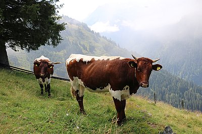 Ansprechende Kalbinnen von Theresia Buchner, Wimm auf der Bergeralm in Uttendorf