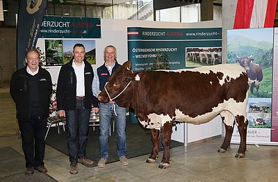 Mit solchen Tieren wirbt man gerne! Viehhändler Hinder sen. und jun. sowie Thomas Sendlhofer präsentieren die schöne Pinzgauerin!