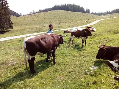 Das Almleben wird ausgekostet!