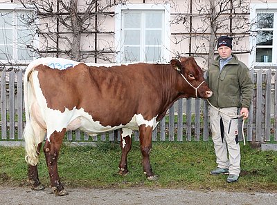 ...und Jungkuh DUNKEL von Alexander Gensbichler, Perfeld, Hinterglemm