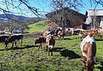 Die Herde von Robert Krimbacher, Lehen in Goldegg erlebt den Auslauf zu jeder Jahreszeit!