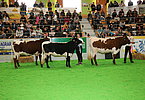 Finale der besten Pinzgauertiere