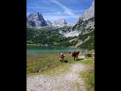 Kitschig schön - der Seebensee mit den Pinzgauern von Christian Maurer