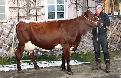 Zweitkalbskuh ZEDA (V.Lefti) von Josef Edenhauser, Innergrub, Fieberbrunn
