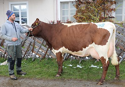 Zweitkalbskuh ENZIAN (V.Janko, 61,2%RF) von Matthäus Hochfilzer, Ginsberg, Going