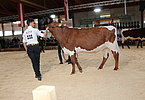 IMG 0479