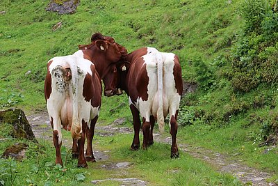 Tolle Hinteransicht der Roanerkühe!