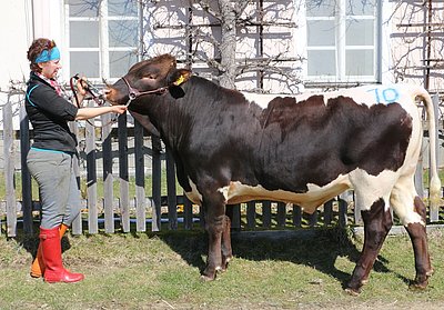 LEOBERT (Leck x Ramorat) von Hans-Jörg Innerhofer, Reit, Hollersbach