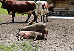 IMG 2068