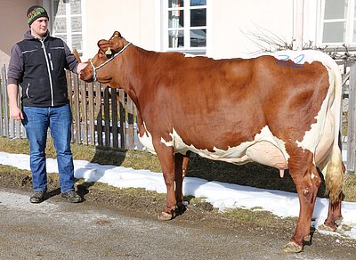 Zweitkalbskuh SEGEN von Franz Laubichler aus Flachau