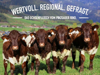 Pinzgauer Ochsenmäster werden gesucht!
