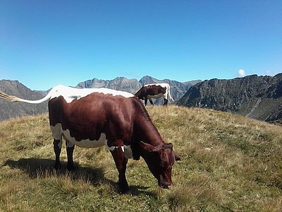 Pinzgauer-Grüße von der Schönalm im Weißpriachtal…