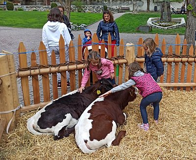 Überaus willkommen bei den Kindern - die beiden Kälbchen von Thomas Delmonego!