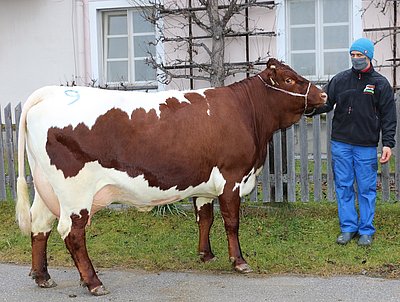 Zweitkalbskuh KERSCH (V.Faux) von Josef Volgger, Nusser, Weißbach
