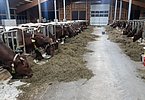 Ein weiterer Erfolgsfaktor - ungestörtes und zufriedenes Fressen!