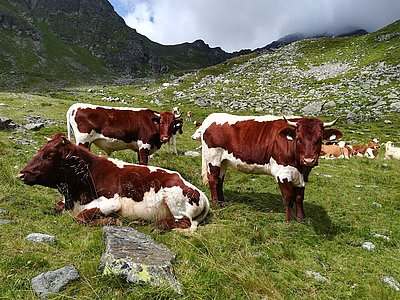 Besonders dienlich für Gesundheit und Fleischqualität - die Alpung!